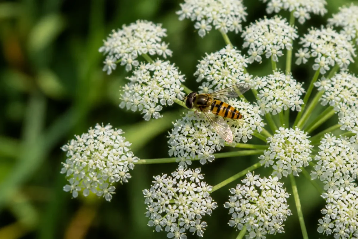 Mouche syrphe posee sur une ombelle blanche en fleurs