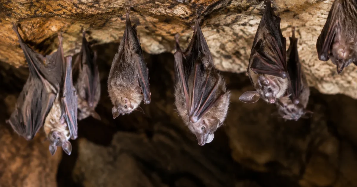 Murins suspendus la tete en bas dans une grotte
