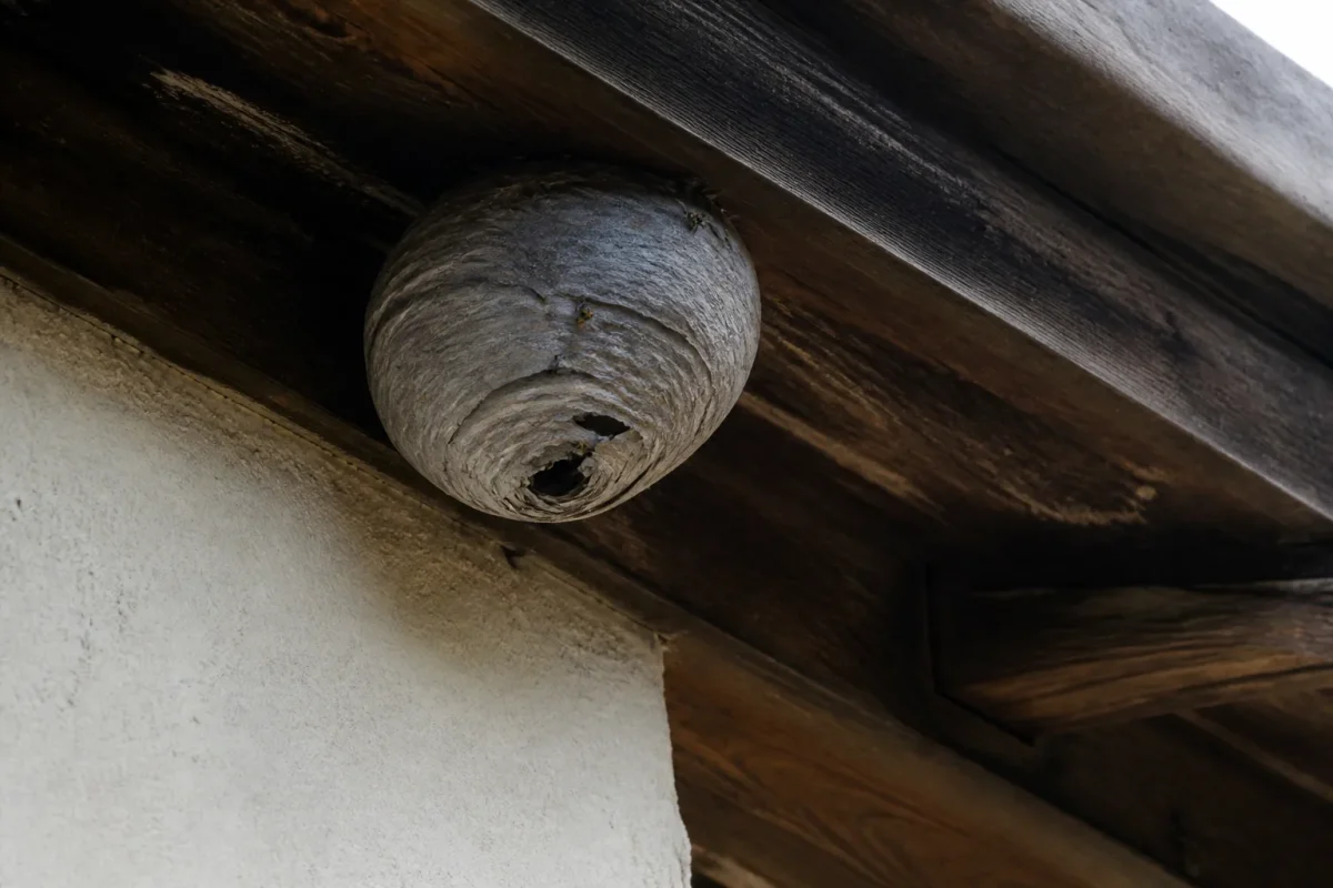 Nid gris de guepes suspendu sous un avant-toit