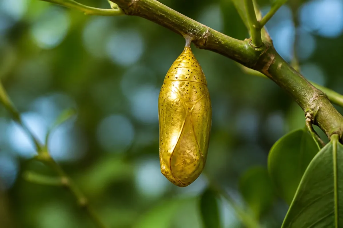 Nymphe doree lisse accrochee a une branche verte