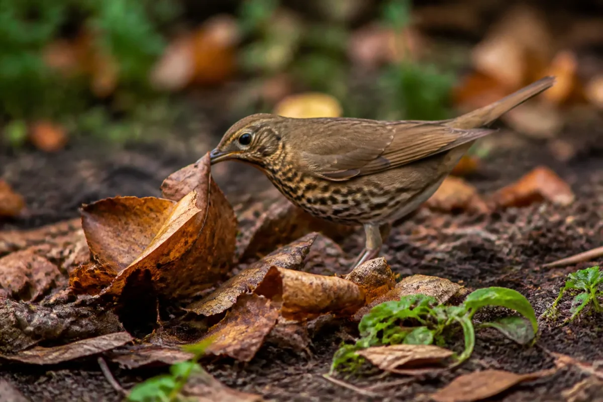 Oiseau brun ecartant les feuilles mortes du jardin