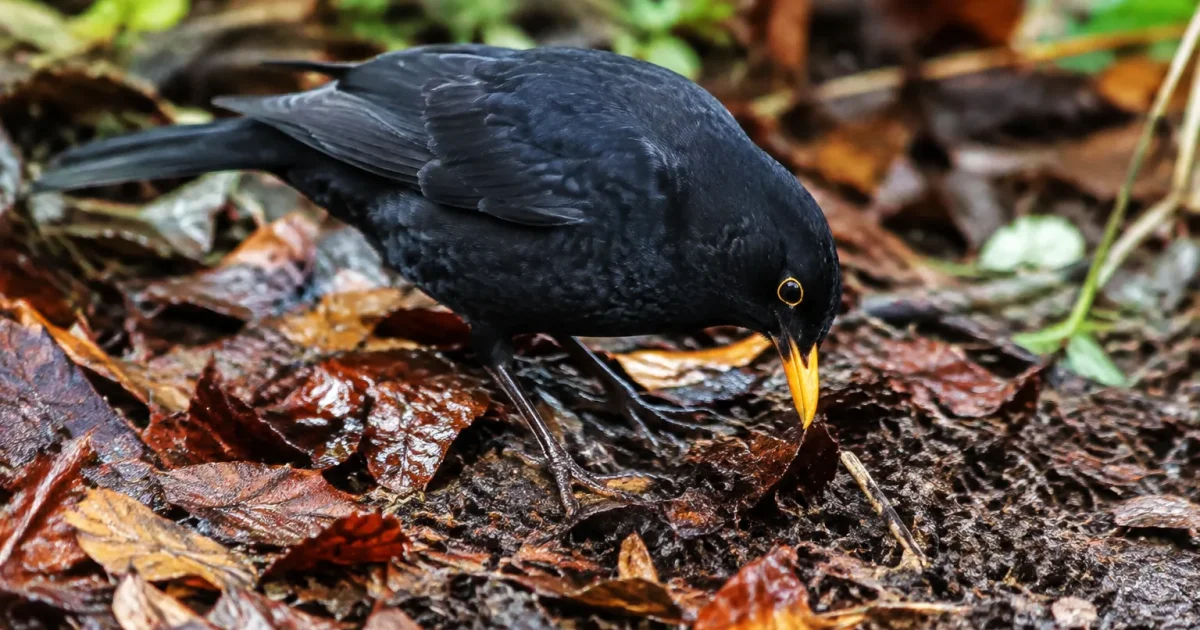 Oiseau noir grattant debris feuilles humides sol