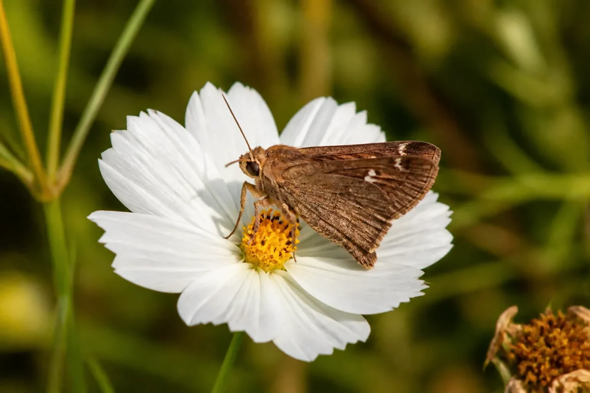 Papillon de nuit brun pose sur fleur blanche