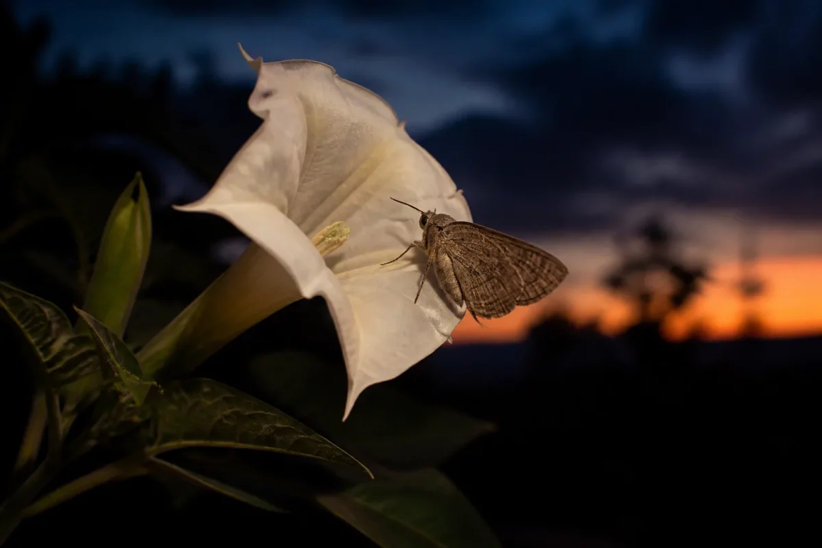 Papillon de nuit sur fleur blanche au crepuscule