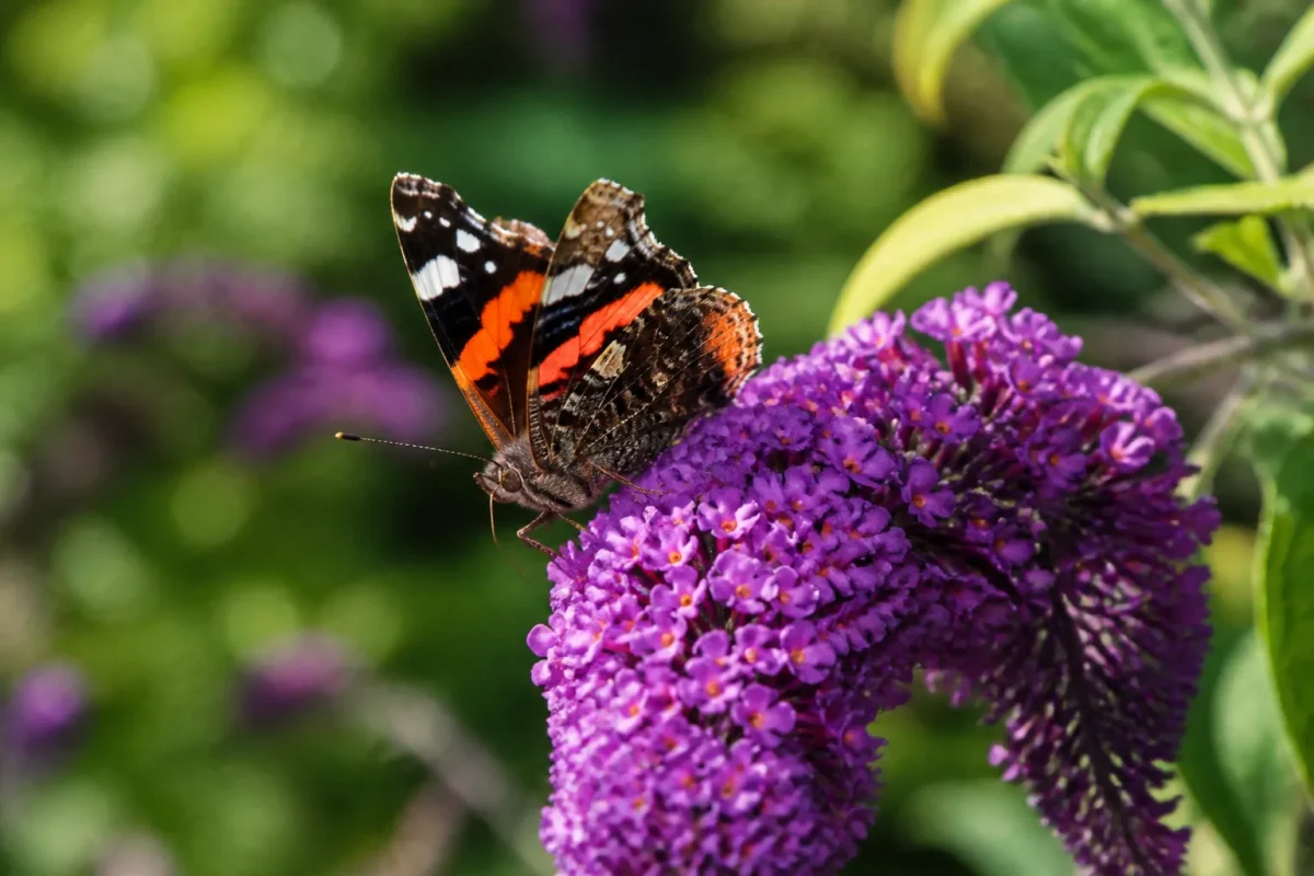 Papillon vulcain butinant buddleia violet au jardin