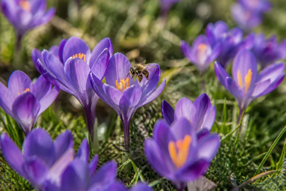 Pelouse fleurie de crocus violets et abeille butinant