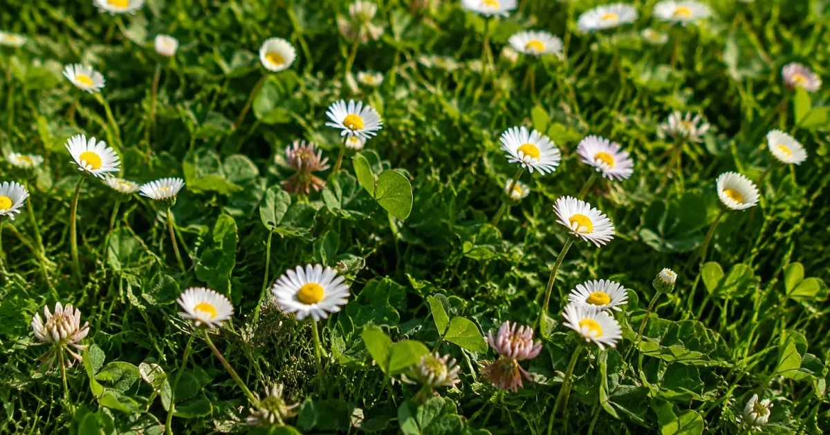 Pelouse fleurie de paquerettes et trefles au soleil