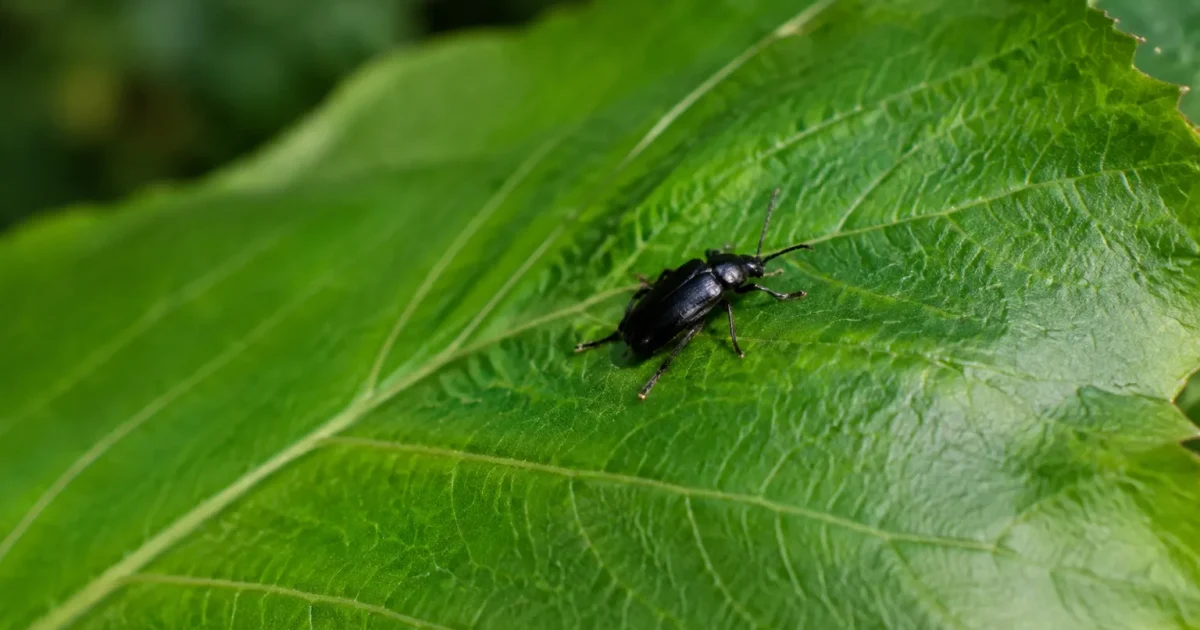 Petit insecte noir pose sur une feuille verte