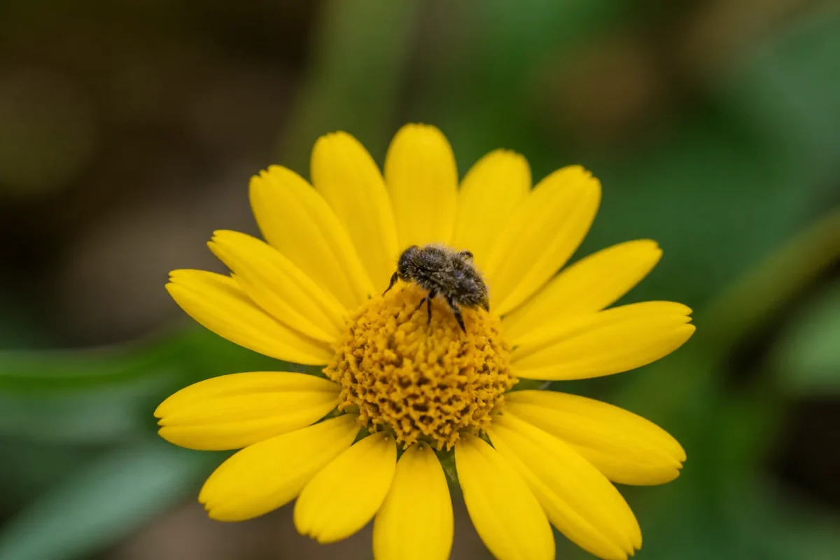 Petit insecte velu immobile sur une fleur jaune