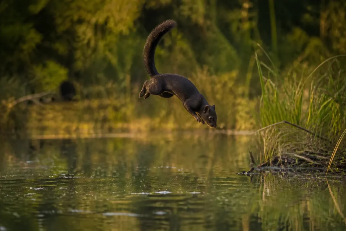 Petit mammifere noir tournoyant au dessus dun etang
