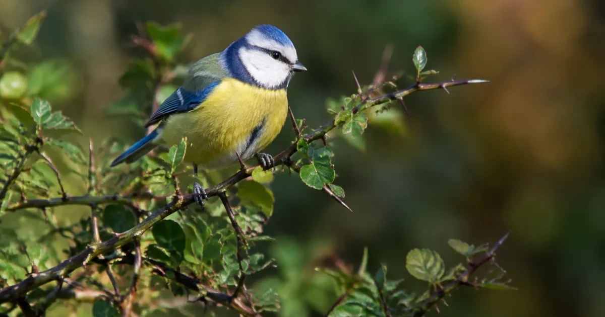 Petit oiseau perche sur un buisson epineux