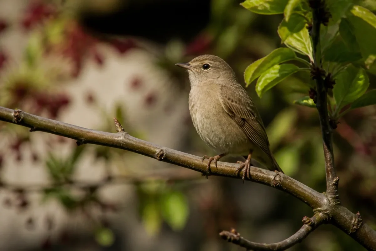 Petit passereau brun perche sur une branche de jardin