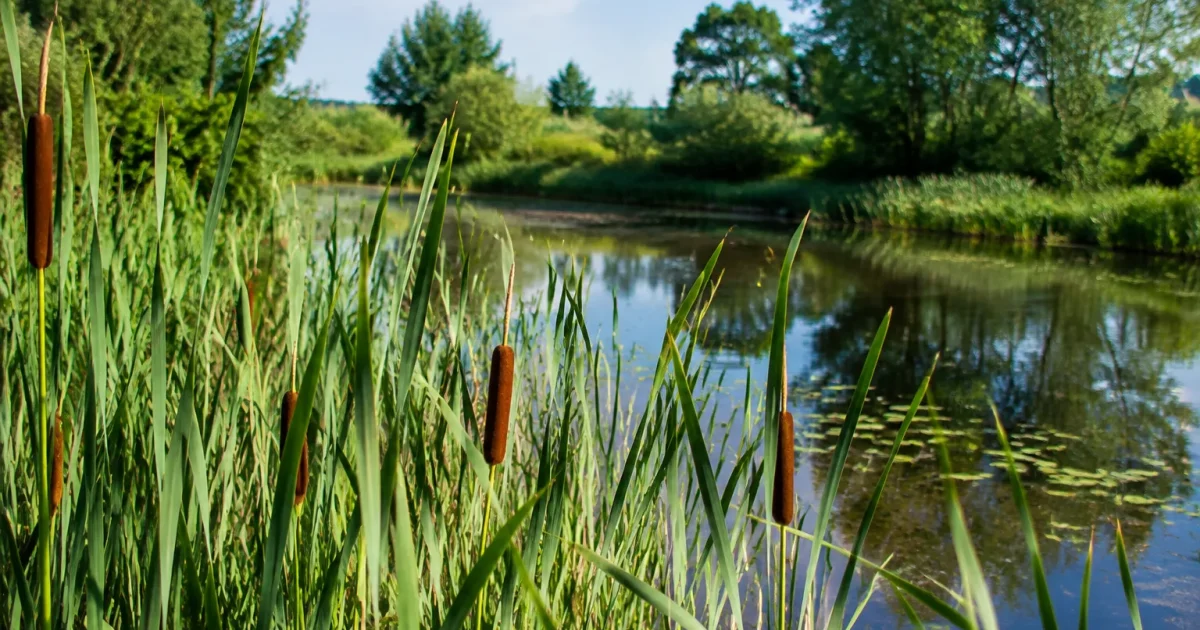 Petite mare naturelle avec roseaux au premier plan