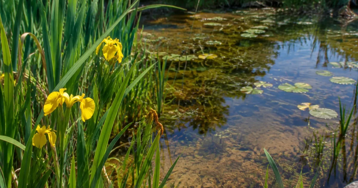 Petite mare peu profonde avec roseaux et iris jaunes