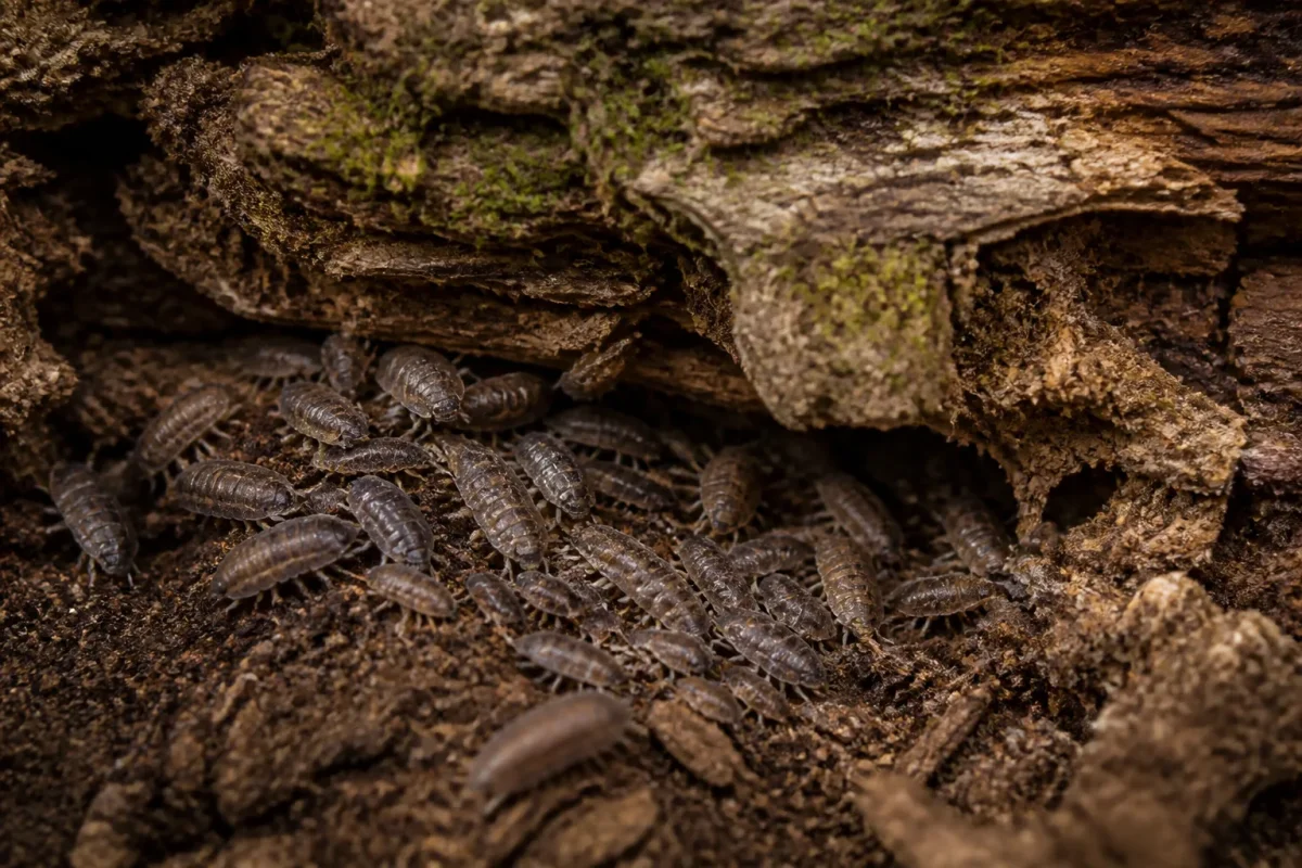 Petites bestioles grises sous une pile de bois mort