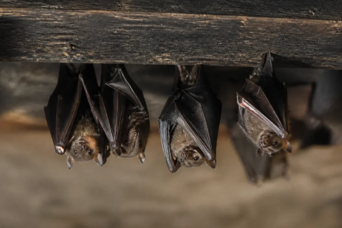 Petites chauves souris suspendues sous une poutre sombre