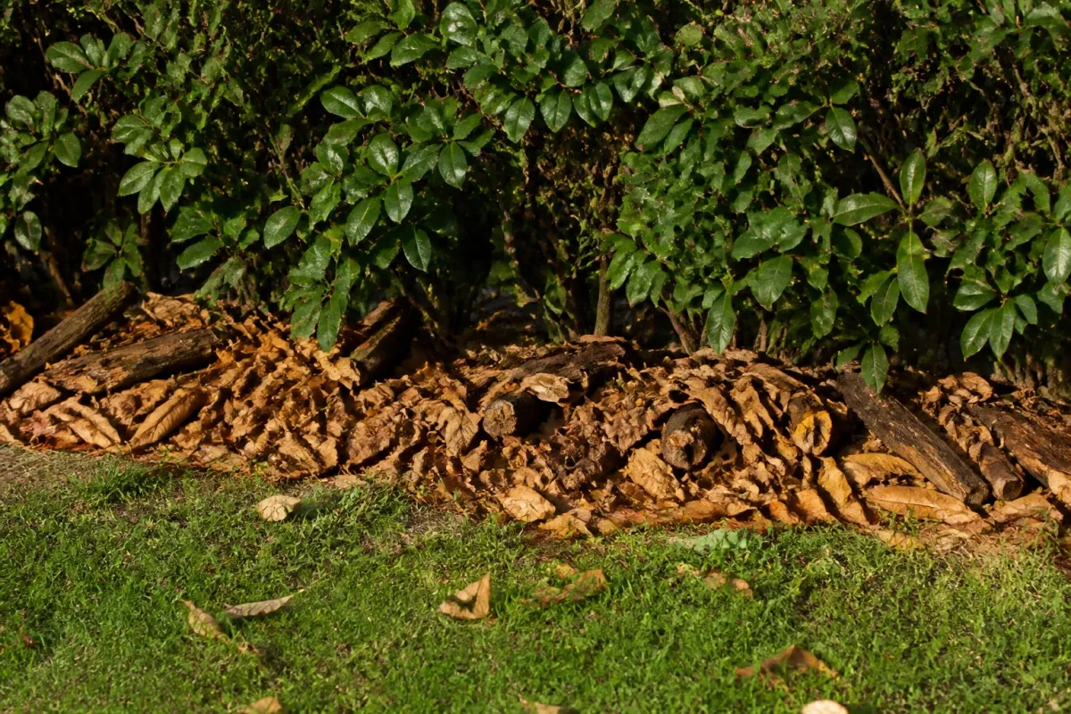 Pile de feuilles mortes et bois sous une haie