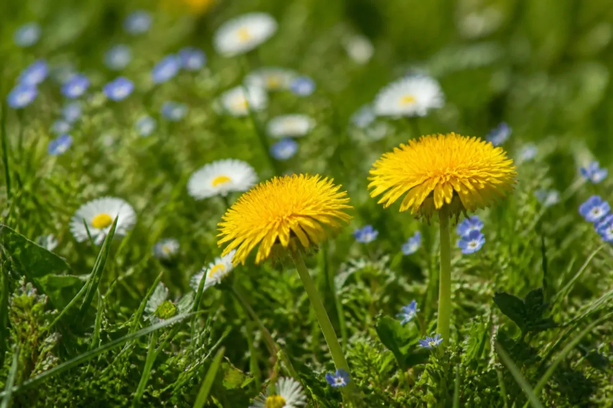 Pissenlits jaunes dans une pelouse fleurie au printemps