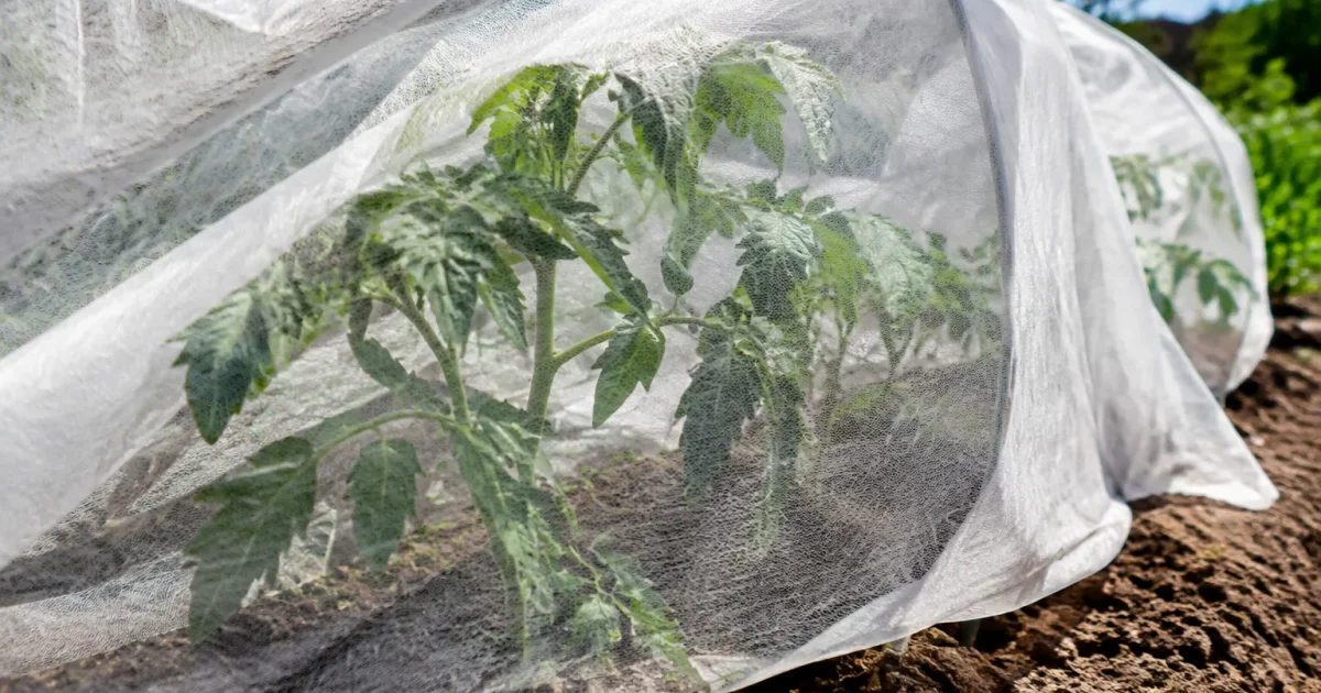 Jeune plant tomate couvert voile blanc sur sol