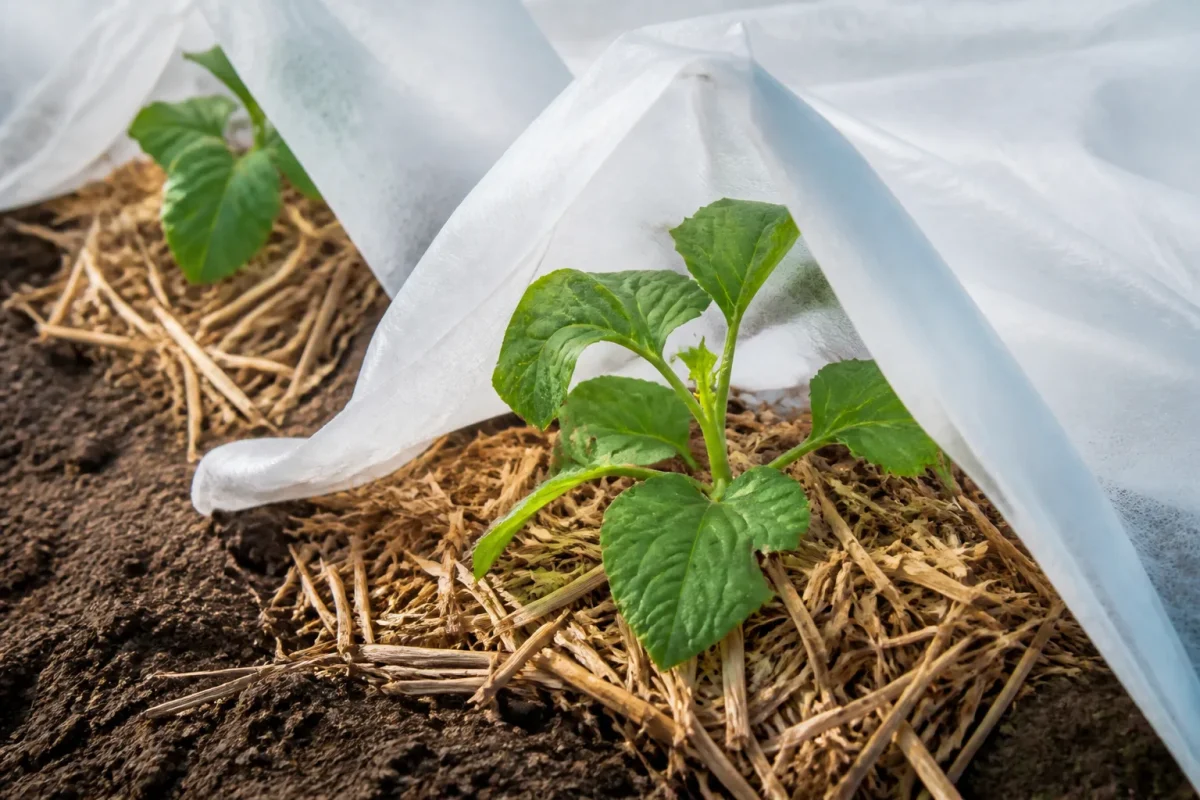 Plante protegee par paillage et voile blanc