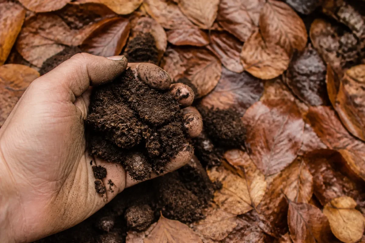 Poignee de terre brune foncee sur feuilles mortes