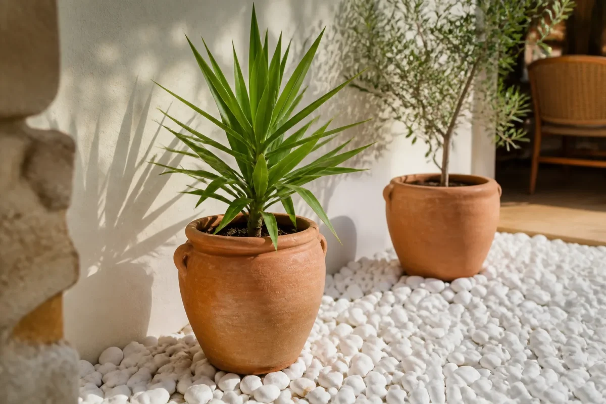 Pot terre cuite gravier blanc plante plein soleil