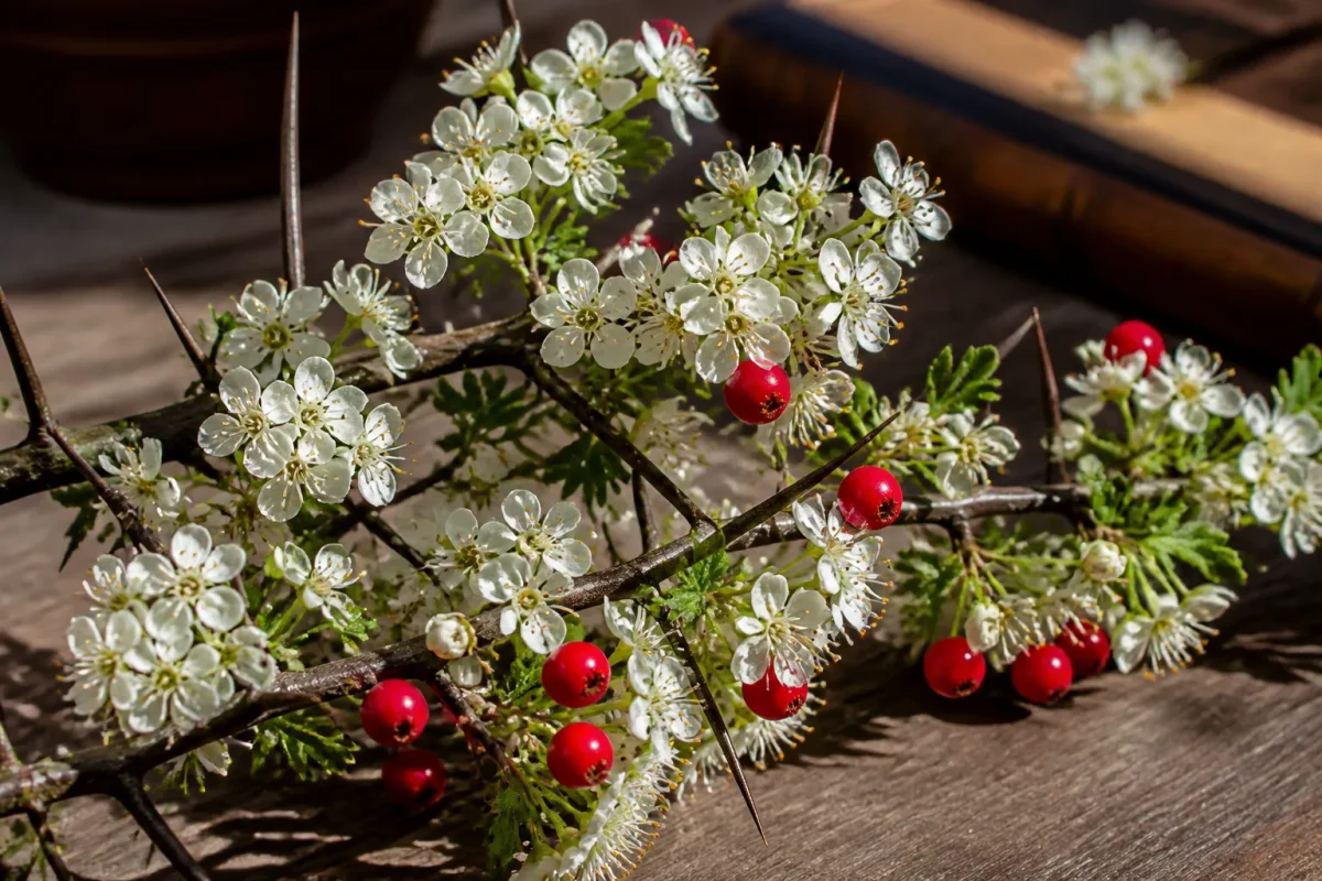 Rameau epineux fleurs blanches et petites cenelles rouges