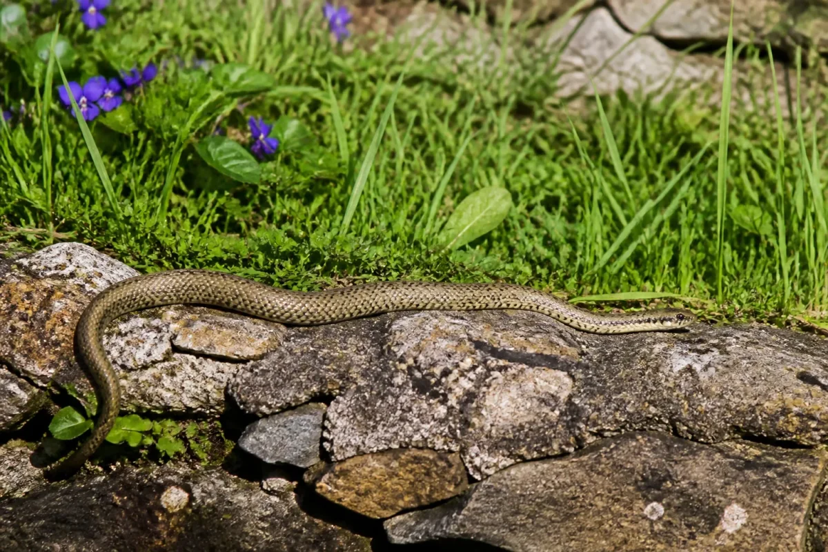 Reptile sinueux traverse herbes et murets de jardin