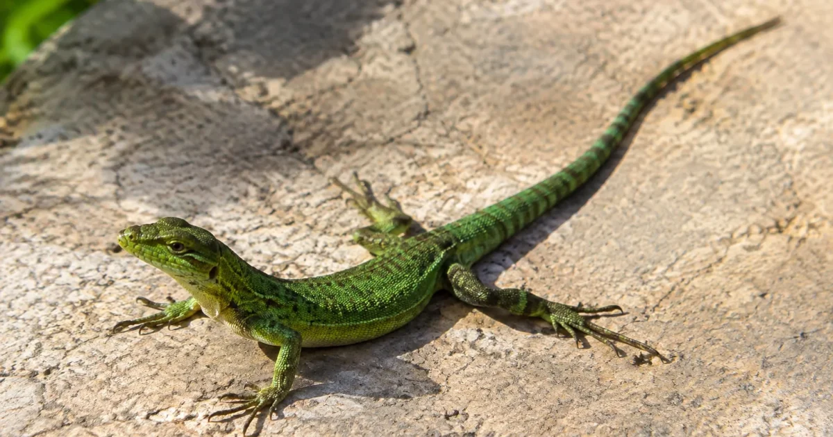 Reptile vert allongé sur une dalle ensoleillée