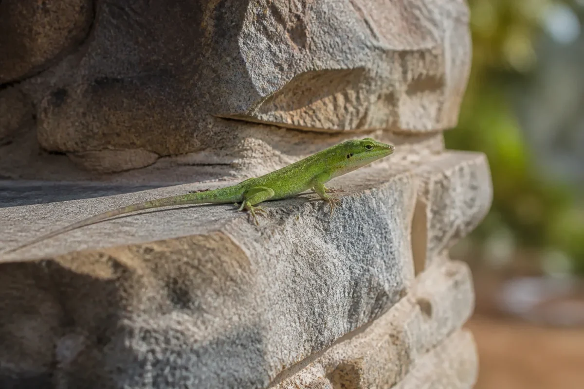 Petit reptile vert pose sur mur de pierre