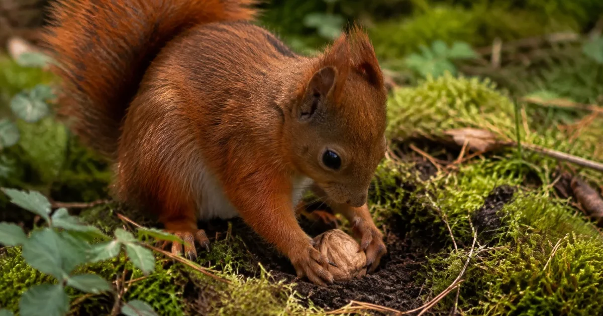 Rongeur roux accroupi enterrant une noix dans la mousse