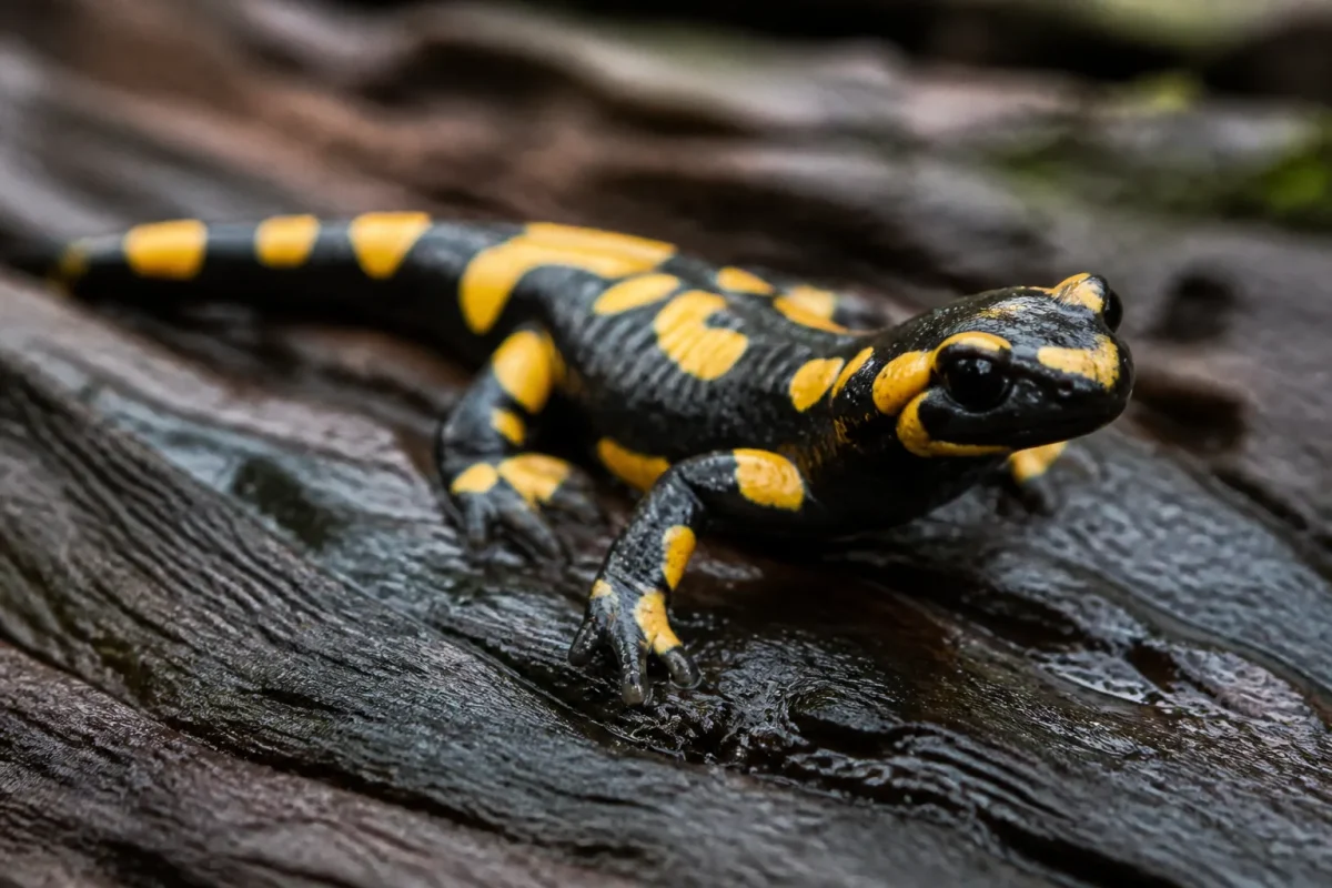 Salamandre noire et jaune posee sur bois humide
