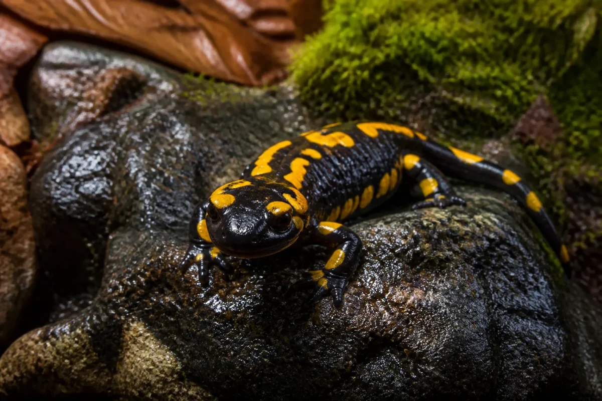 Salamandre noire et jaune sur pierre humide
