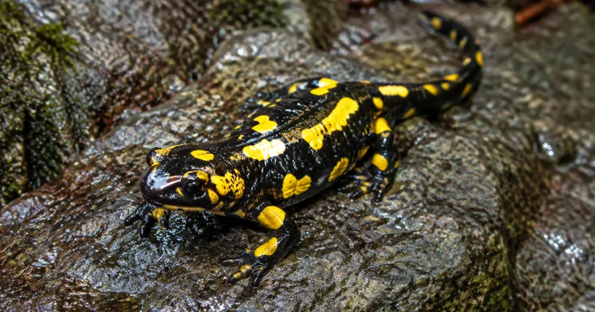 Salamandre noire et jaune posée sur une pierre humide