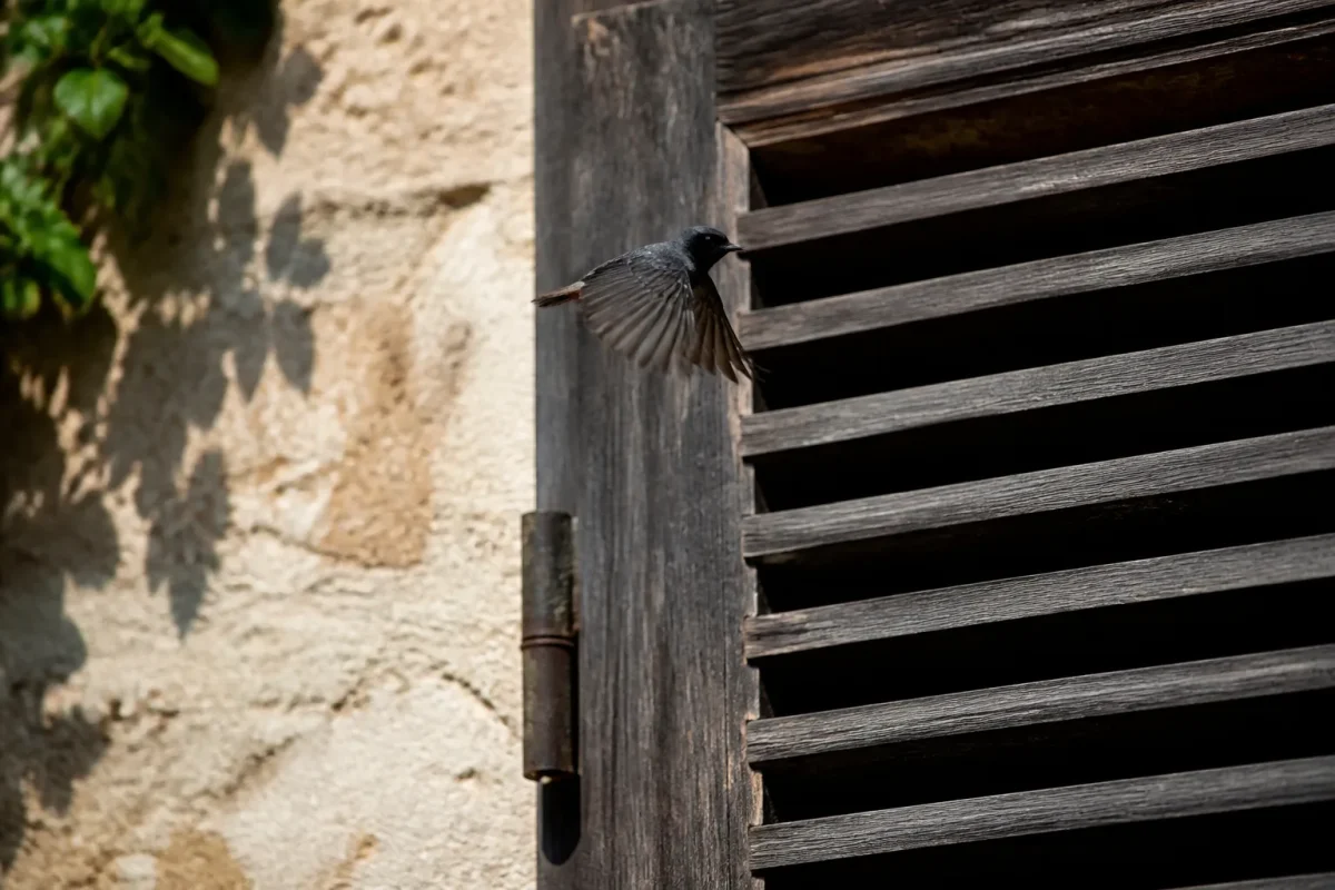 Petite silhouette sombre survolant un volet en bois