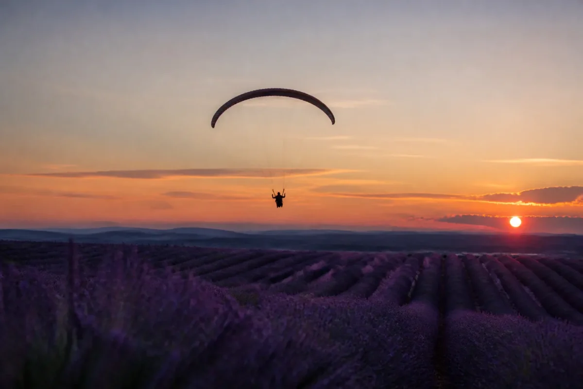 Silhouette volante au crepuscule au dessus de lavande