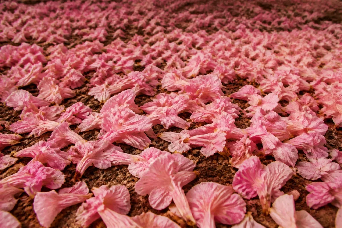 Tapis de fleurs roses couvrant un sol brun