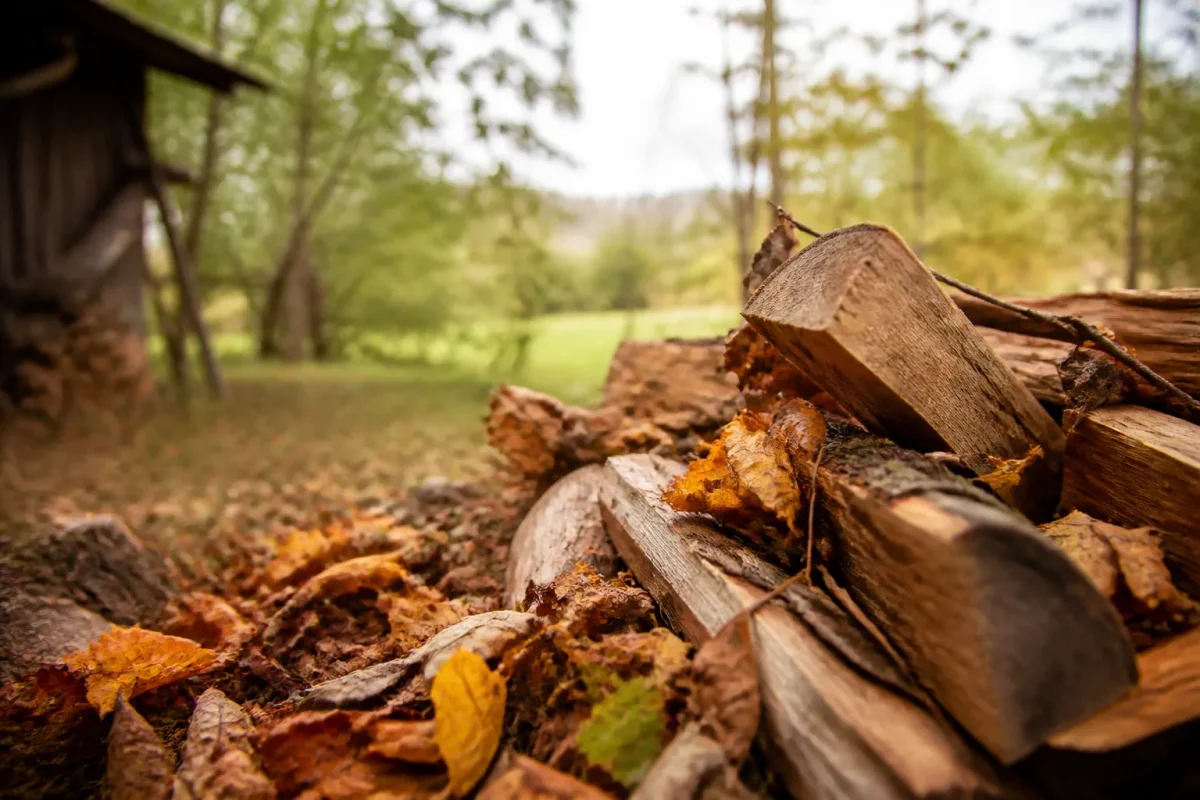 Tas de bois et feuilles mortes dans un jardin