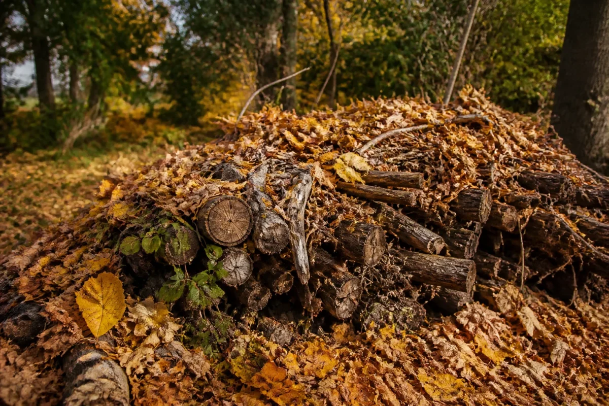Tas de bois mort couvert de feuilles mortes au jardin