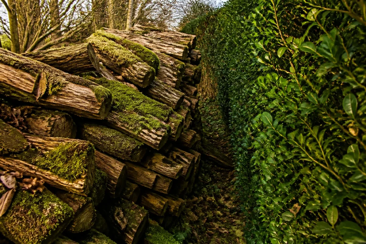 Tas de bois moussu contre une haie dense
