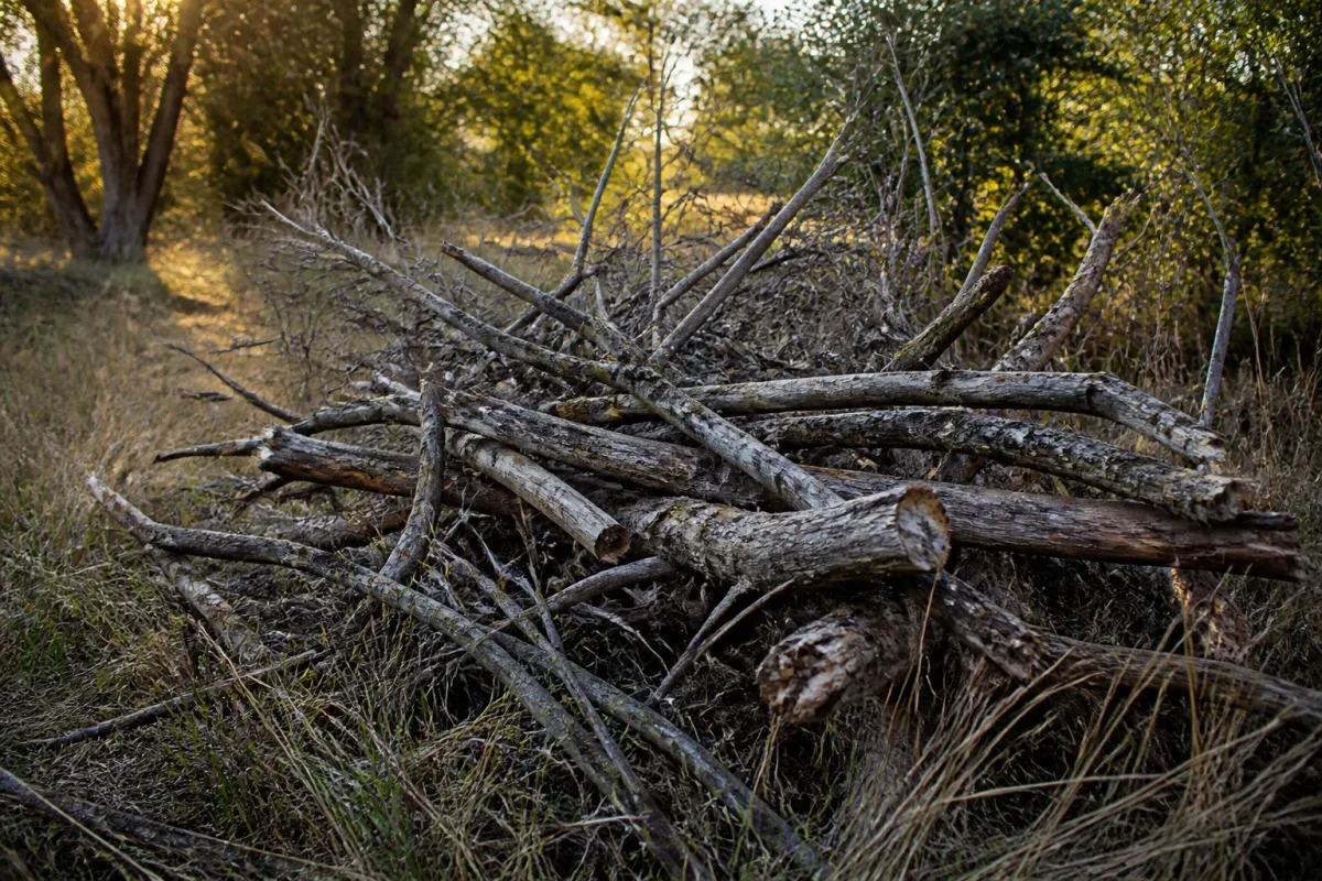 Tas de branches mortes dans un coin sauvage
