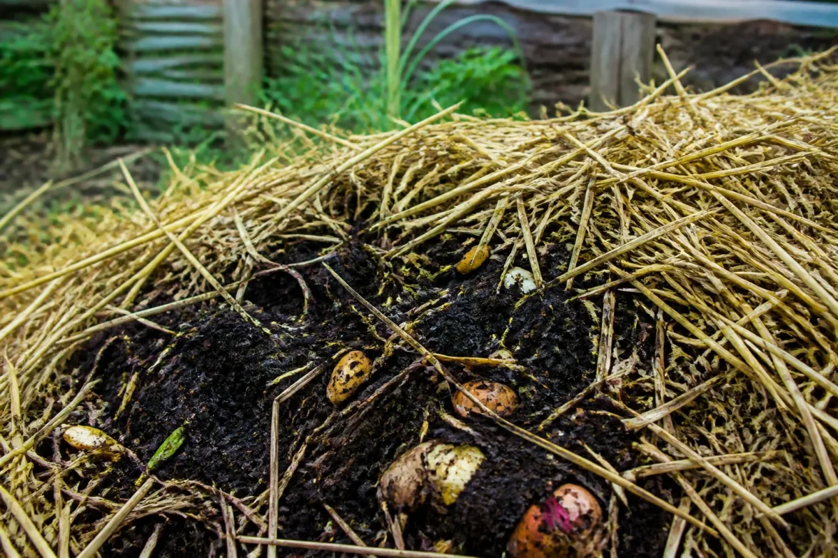 Tas de compost sombre couvert de paille au jardin