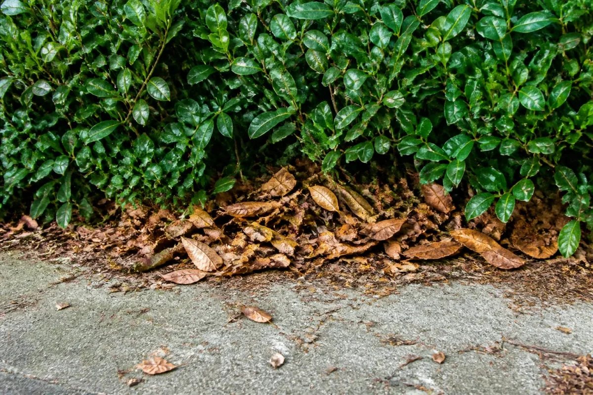 Petit tas de feuilles brunes sous une haie verte