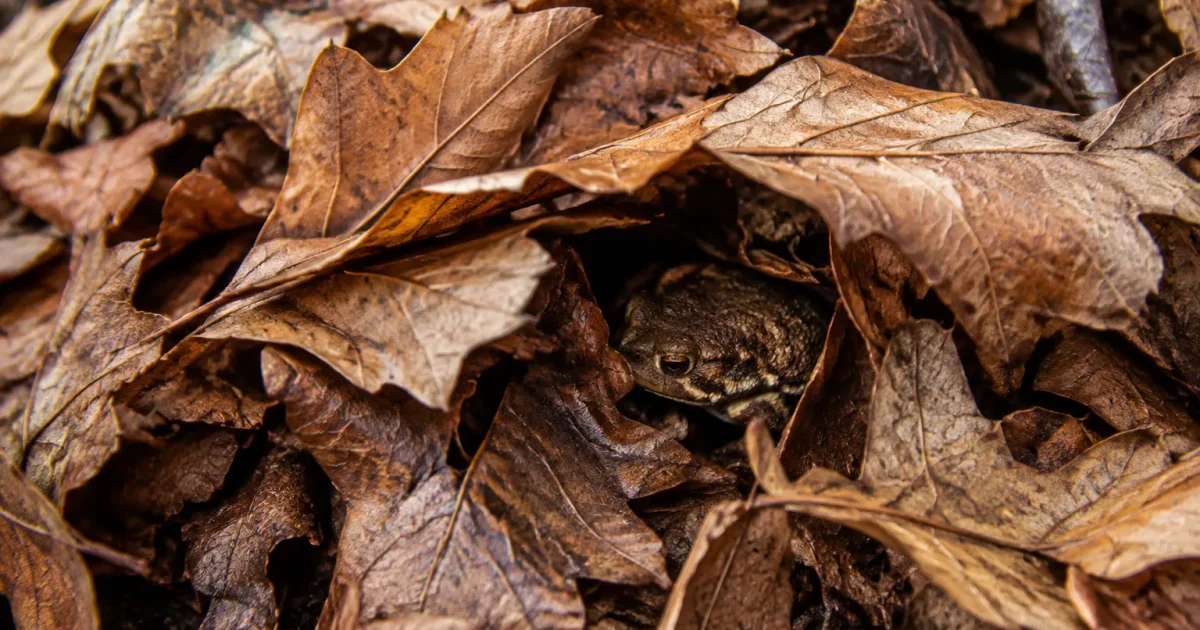 Tas de feuilles brunes au sol, crapaud blotti dessous