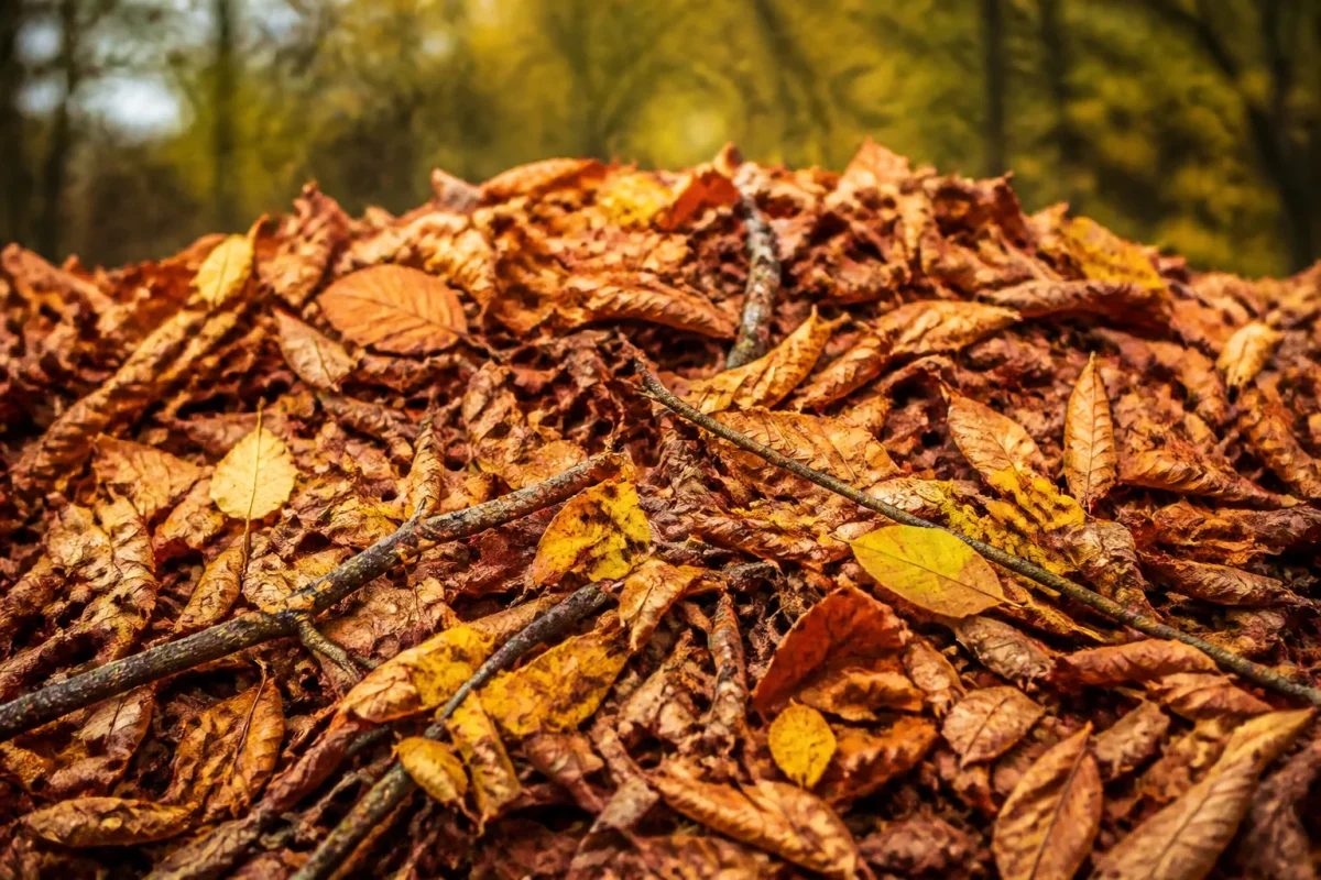 Tas de feuilles mortes avec brindilles au premier plan