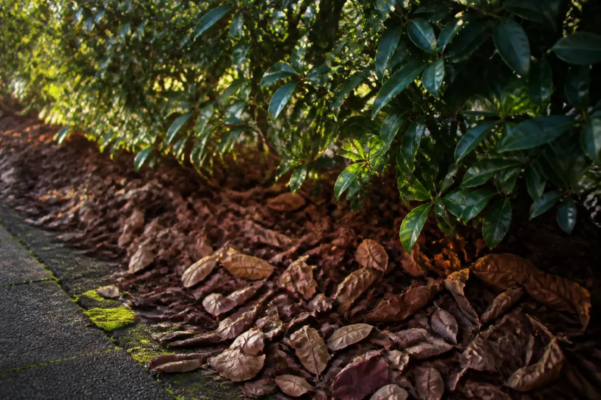 Tas de feuilles mortes brunes sous une haie verte