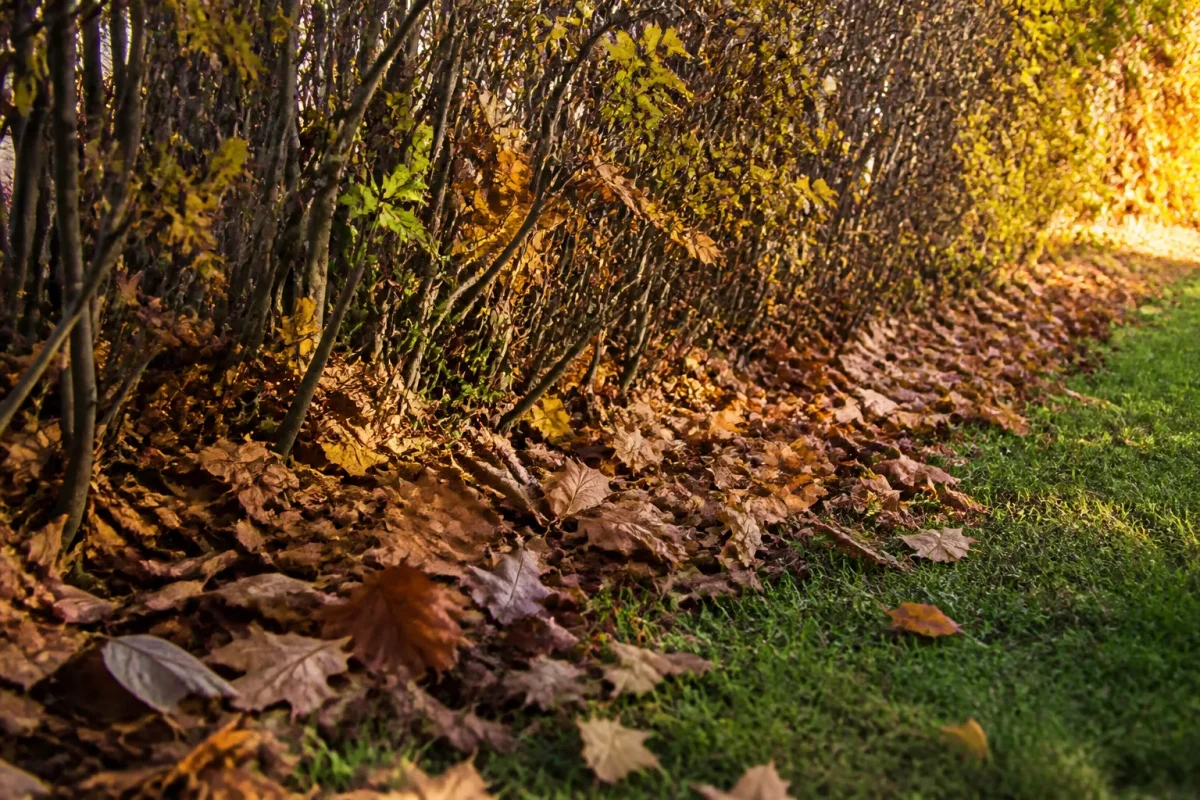 Tas de feuilles mortes au pied de la haie