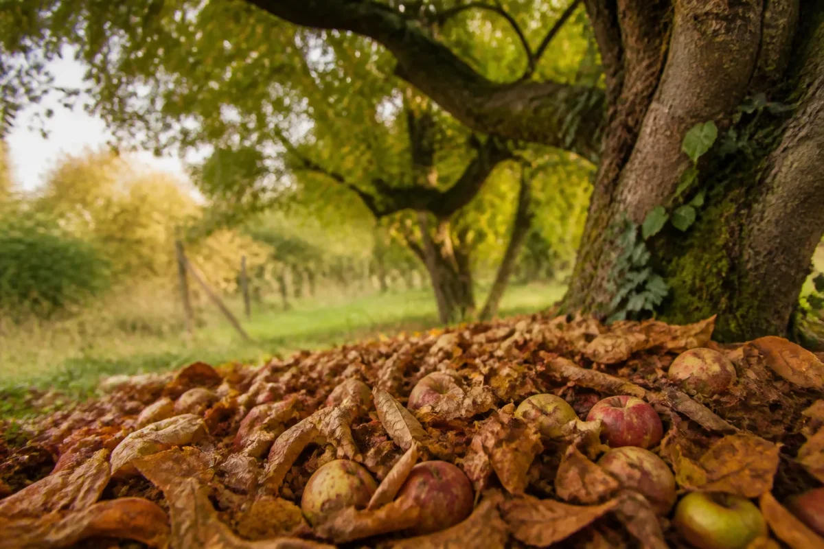 Tas de feuilles mortes sous un vieux pommier