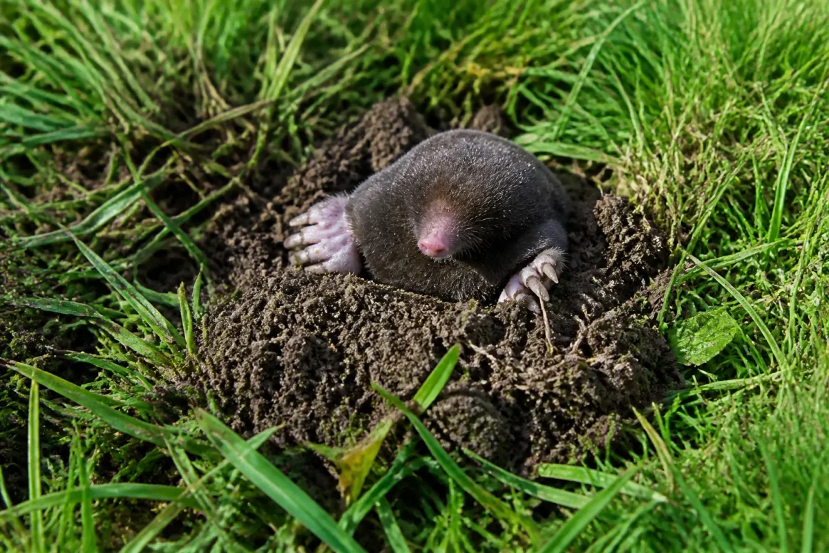 Taupe brune sortant de terre dans une pelouse verte