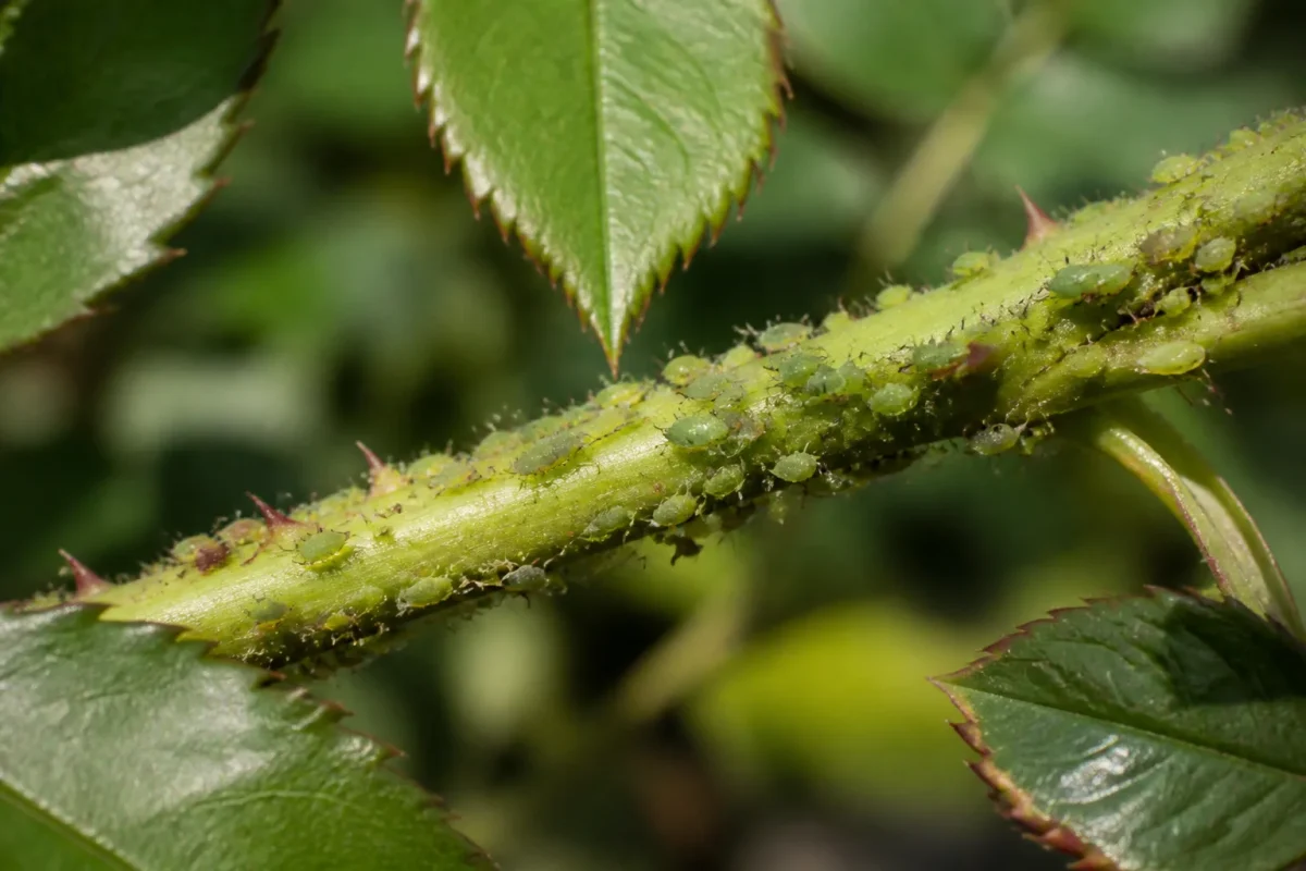Tige verte de rosier couverte de petits insectes